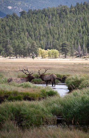 Meeting by the Stream - Rocky Mountain National Park, Colorado