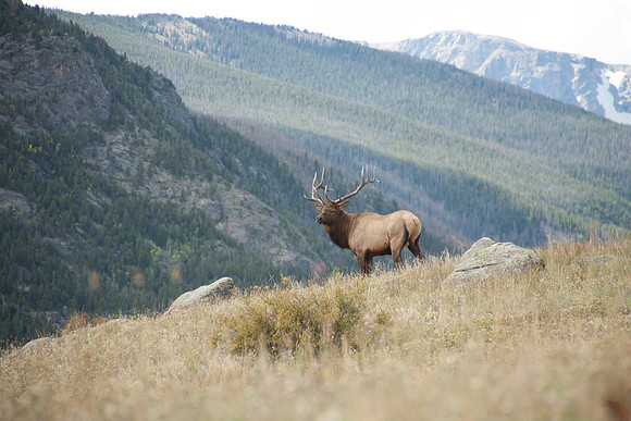 elk_01
