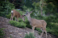 Watchful Eyes - king's Canyon National Park, CA