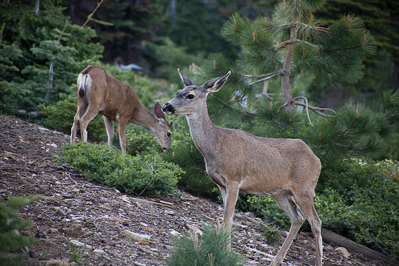 Watchful Eyes - king's Canyon National Park, CA