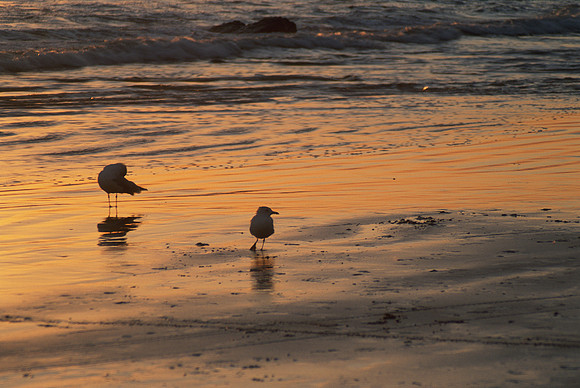 Golden Reflections