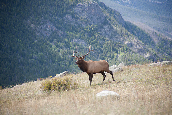 Elk on the High Ridge - Rocky Mountain National Park, Colorado
