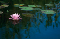 Pink Water Lily