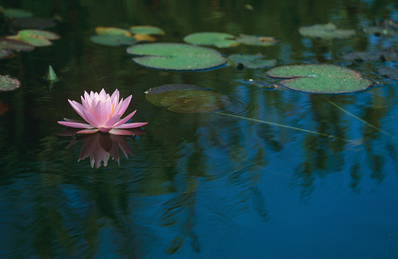 Pink Water Lily