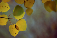Nature Details & Abstracts