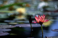 Red Water Lily