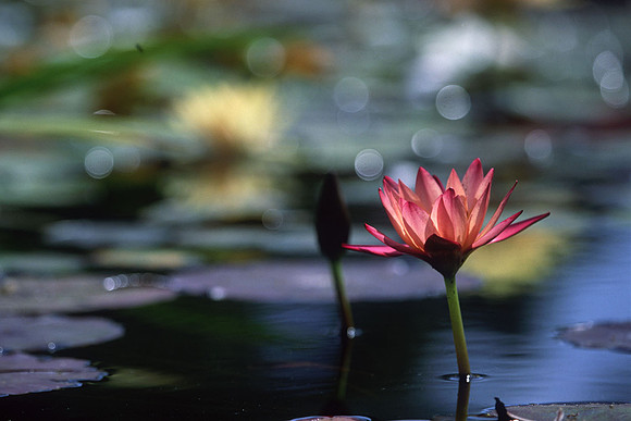 Red Water Lily