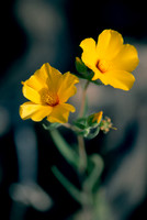 Yellow Wildflower
