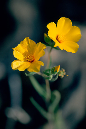 Yellow Wildflower