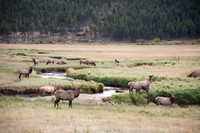 Elk in the Mountain Meadow - Rocky Mountain National Park, Colorado