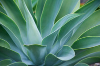 BotanicGarden 122