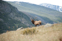 elk_01