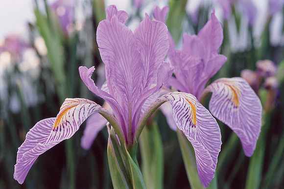 Iris