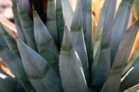 Anza Borego-3
