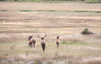 Into the Meadow - Rocky Mountain National Park, Colorado