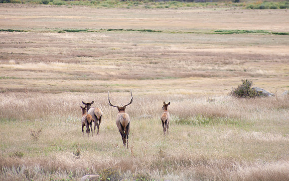 Into the Meadow - Rocky Mountain National Park, Colorado
