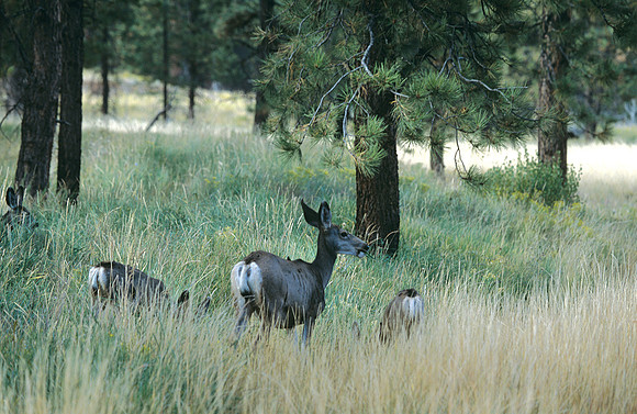 Quiet Encounter - Zion Canyon National Park, Utah