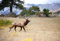 Elk in the High Country -Rocky Mountain National Park, Colorado