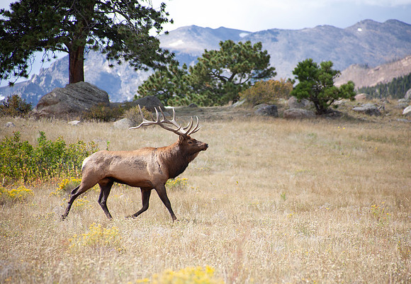 Elk in the High Country -Rocky Mountain National Park, Colorado