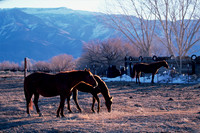 Animals