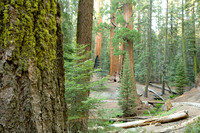 Sequoia Park