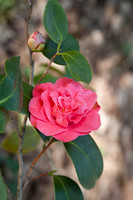 Botanic Garden